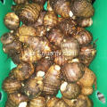 Shandong Anqiu Fresh Taro z dobrym smakiem